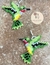 ARETES COLIBRIES 4