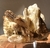 Mica Estrela dourada ( Malacacheta) - comprar online