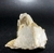 Mica Estrela dourada ( Malacacheta) - comprar online