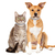 Coleira antipulgas para cães, Coleiras retráteis para cachorro, Gato - JordaoWebexpress