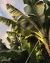 VISCOSE BANANA CARAMELIZADA na internet