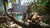 Horizon Forbidden West PC Steam Offline na internet
