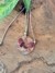 Colar Orquidea Rosa