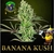BANANA KUSH Fotoperiodica 3x +2 - Líder Grow 