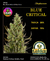 BLUE CRITICAL Autoflorecientes x3 - comprar online