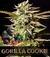 GORILLA COOKIE Fotoperiodica 3x +2 - Líder Grow 
