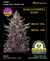 MORANGUETTA HAZE Autoflorecientes x3 - comprar online