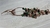 Callista Crystals Earrings on internet
