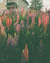 Lupinos