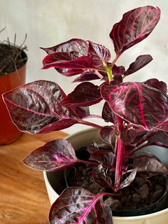 Achirantus Rubra - comprar online
