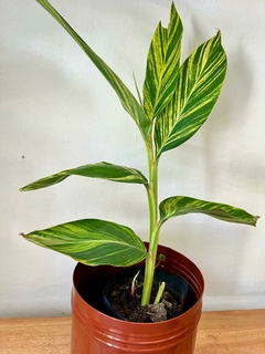 Alpinia Zerumbet - tienda online