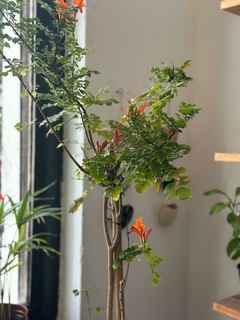 Bignonia Roja