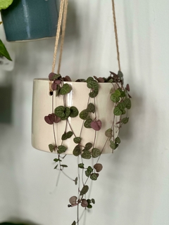 Imagen de Ceropegia