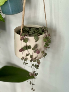DUO Ceropegia + Maceta colgante - tienda online