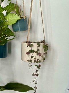 Ceropegia en internet