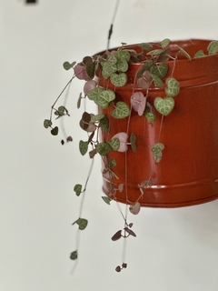 Ceropegia en internet