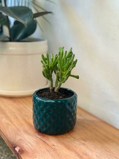 DUO Ovata Gollum + Maceta Tetris - comprar online