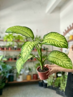 Dieffenbachia Tropic - comprar online