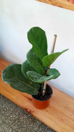 Ficus Pandurata