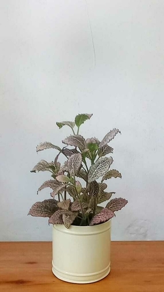 Fittonia - comprar online