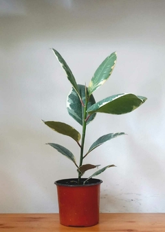 Gomero Variegado (rosado) en internet
