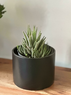 Hawortia Fasciata