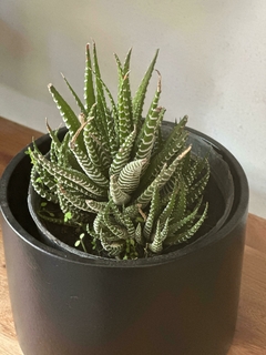 Hawortia Fasciata - comprar online