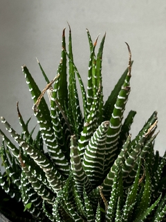Imagen de Hawortia Fasciata
