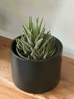 Hawortia Fasciata - tienda online