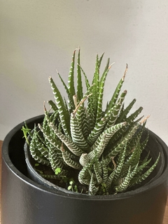 Hawortia Fasciata en internet