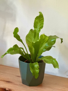 DUO Helecho Asplenium + Maceta Facetada