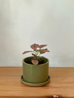 DUO Hypoestes + Maceta Amapola - comprar online