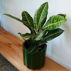Croton Petra en internet