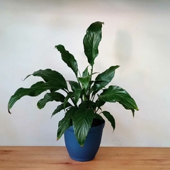 Spathiphyllium Sensation en internet