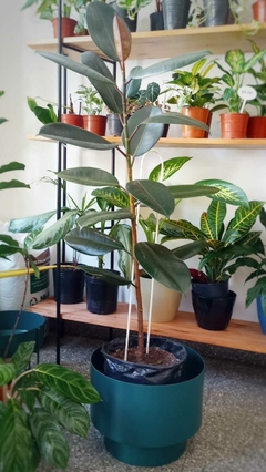 Gomero ( Ficus Elástica) - comprar online