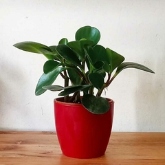 DUO 2 - Maceta Premium chica + Peperomia