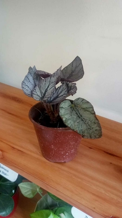 Begonia Rex
