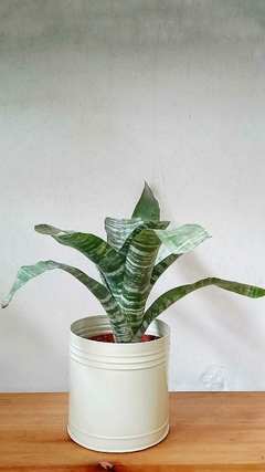 planta con follaje llamativo