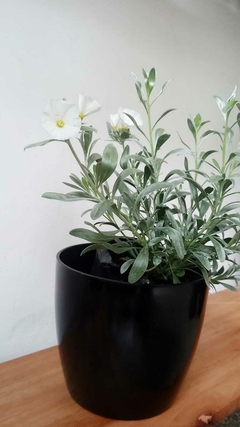 Convolvulus en internet