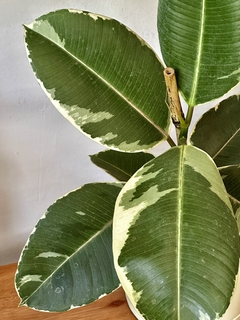Gomero Variegado (rosado) - comprar online