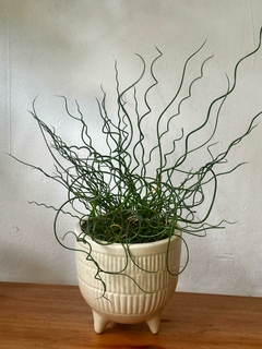 Juncus Twister Espiralis - comprar online