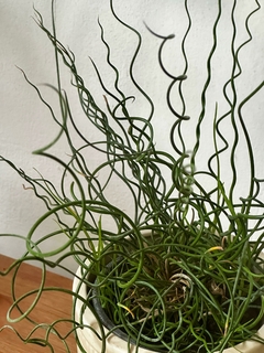 Juncus Twister Espiralis en internet