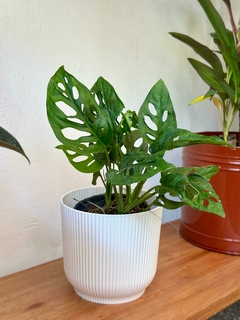 Maceta Plástica "Milán" - comprar online