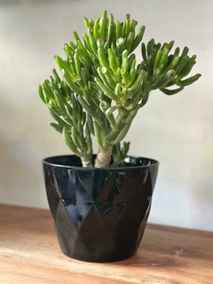 Crassa Ovata Gollum - Oreja de Shrek - comprar online