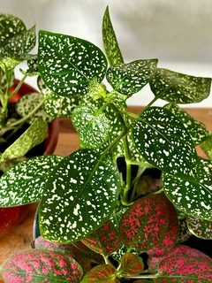 Hypoestes - Paleta de pintor - comprar online