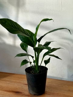 Spathiphyllium Sensation