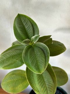 Imagen de Tibuchina - Planta de la Gloria