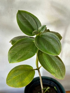 Tibuchina - Planta de la Gloria