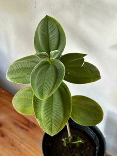 Tibuchina - Planta de la Gloria - tienda online