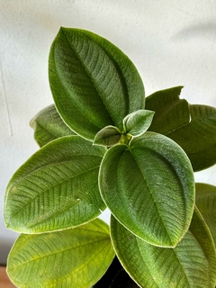 Tibuchina - Planta de la Gloria - comprar online